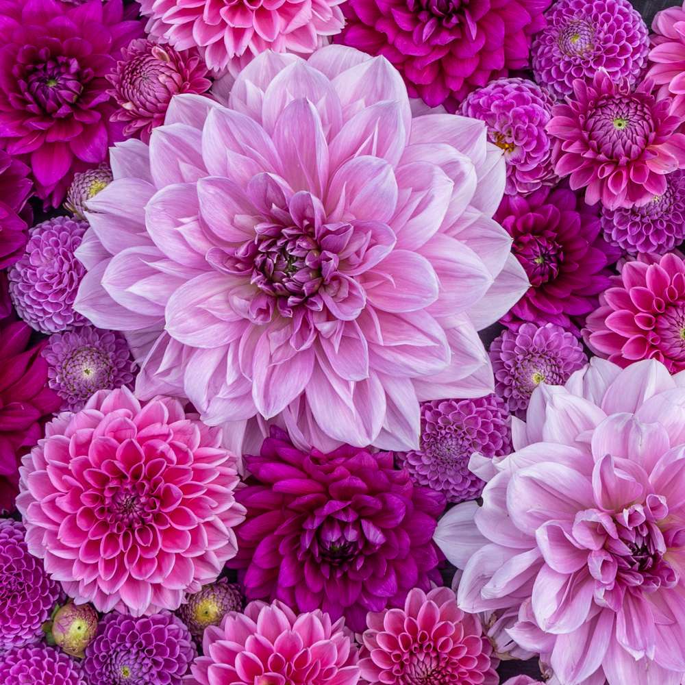 Dahliamix 'Purple Favorites'